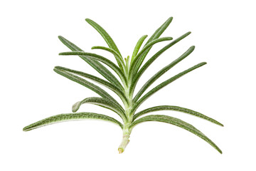 Fresh Rosemary Leafs