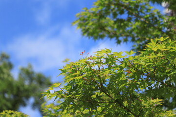 新緑のもみじと青空