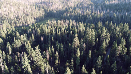 Aerial view of a pine forest in California