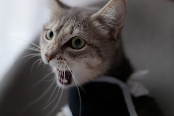 Close-up of Spayed cat in postoperative bandage, black medical blanket. Care of pet after cavitary operation, castration, sterilization. Animal yawns, looking dangerous, angry. Stripped tabby, mestizo