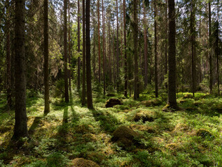 Magical fairytale forest. Conferois covered of green moss.
