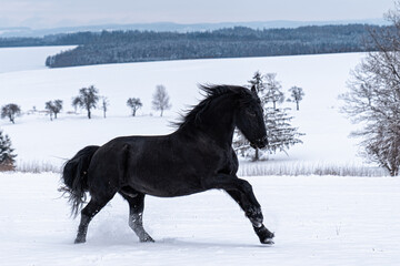 Fototapeta na wymiar Friesian stallion running in winter field. Black Friesian horse runs gallop in winter.