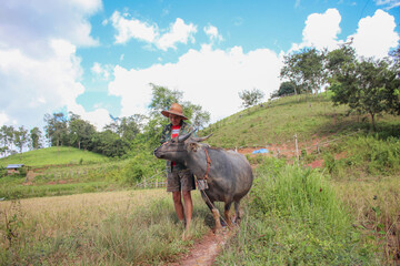 Naklejka premium KoYaoNoi,KoYao district,thongmexay,laos:June21th, 2022 -laos farmer walking with buffolo in rice field.