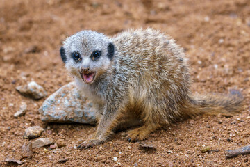 Naklejka na ściany i meble Meerkat or suricate cub showing its teeth