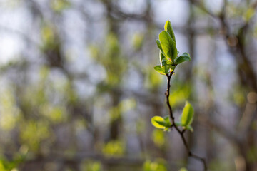 leaves against a blue sky