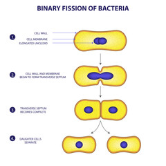 Binary fission process  of bacteria diagram png - obrazy, fototapety, plakaty