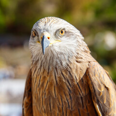 portrait of Hawk with green background