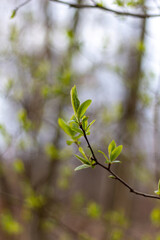 leaves against a blue sky
