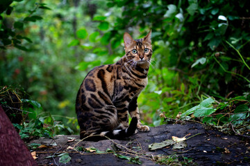 bengal cat in the forest. Nature green background