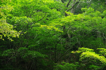 mountain stream green tree landscape photography