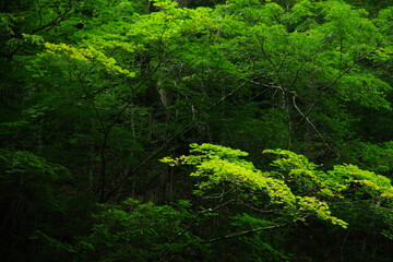 mountain stream green tree landscape photography