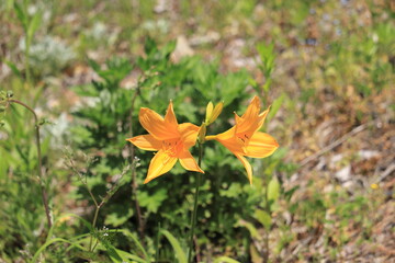 高原に咲くニッコウキスゲ
