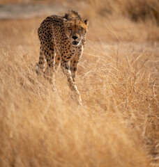 Cheetah walking over the yellow bush with deep sight