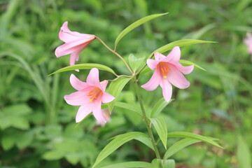 唄うように咲くひめさゆり