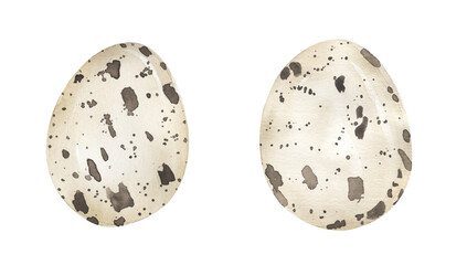 Watercolor Bird quail egg illustration set. Hand drawn spotted egg collection.
