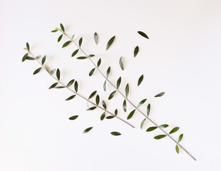 白背景にオリーブの葉、室内のオリーブの葉っぱ
