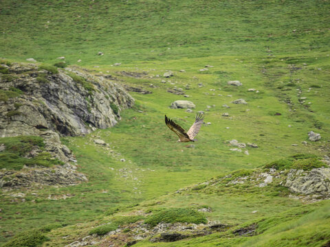 Flying vulture near Refuge des Espuguettes, France