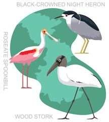 Cute Bird Wood Stork Night Heron Set Cartoon Vector