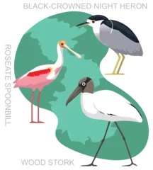 Glasschilderij Reiger Cute Bird Wood Stork Night Heron Set Cartoon Vector
