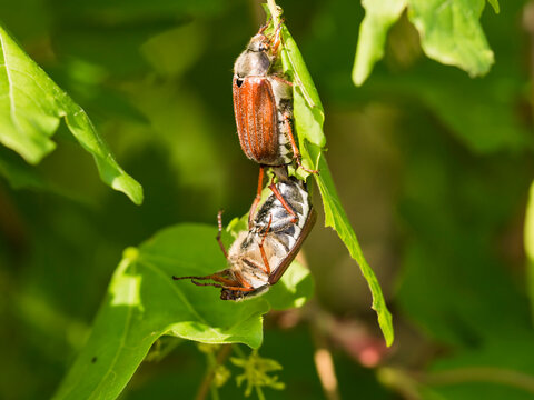 Two cockchafer on green leaf