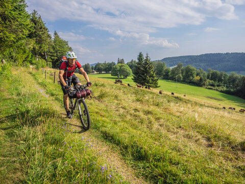 Mountain biker through village trail near Todtnauberg with cows on meadow in the background, Baden-Württemberg, Germany