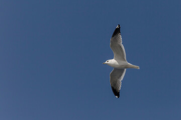 Fototapeta na wymiar seagull flying in a clear blue sky