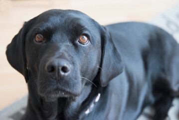 Portrait of dog, close up
