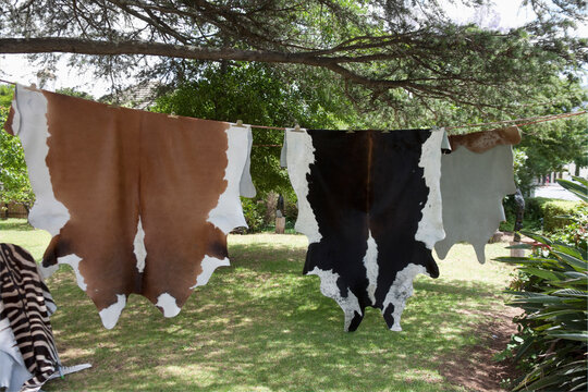 Animal skins hanging to dry, Franschhoek, South Africa