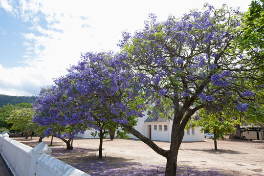 Purple budding flowers on blue Jacaranda (Jacaranda mimosifolia) trees, Franschhoek, South Africa