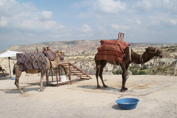 camels in the desert