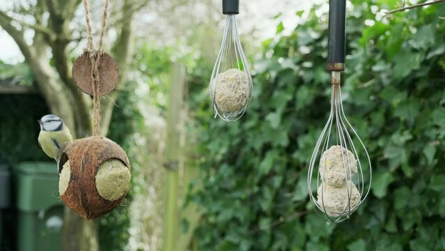 A great tit feeds on fat balls in hanging inverted metal whisks and a hollow coconut in a garden. Winter bird feeding concept.