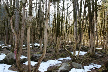 şimşir ormanları çamlıhemşin rize turkey