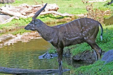 A male Sitatunga antelope enters the water of a stream