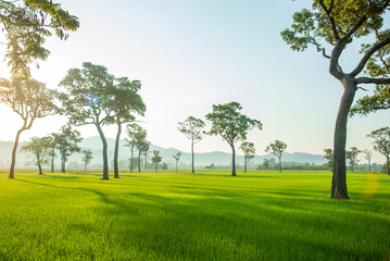 Rice terrace Field Green agriculture beautiful landscape. Ecosystem rice paddy field Vietnam green...