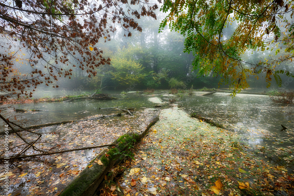 Canvas Prints Mystery scece in Small Danube river with autumn tree and dark building, Slovakia