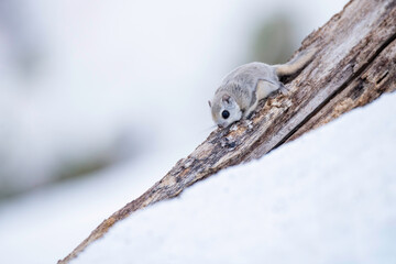 冬のエゾモモンガ