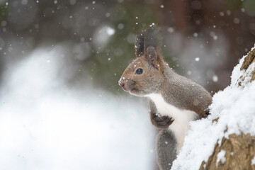 雪の日のエゾリス
