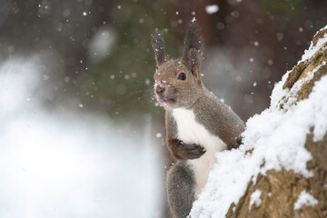 雪の日のエゾリス