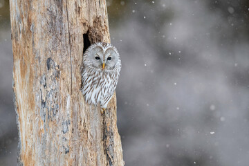 冬のエゾフクロウ