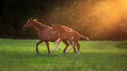 Mare with foal in sunlight