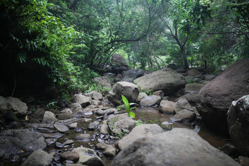 a dry river in the middle of a forest with rocks