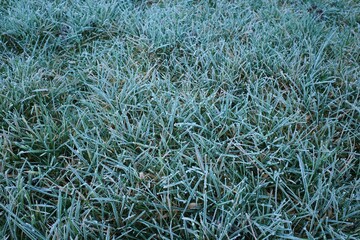 Makro Gras mit Frost im Winter