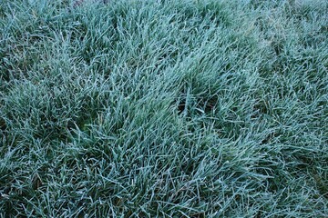Makro Gras mit Frost im Winter