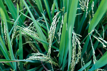 close up of rice when it turns yellow ready for harvest