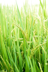 close up of rice when it turns yellow ready for harvest