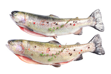 Fish trout isolated on white