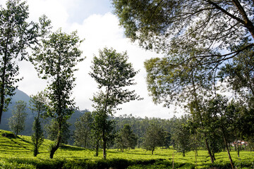 the atmosphere in the ciwidey tea garden in Bandung