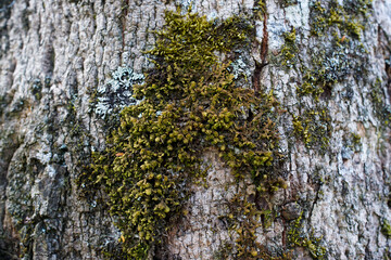 close up of moss growing on a tree