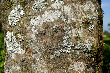 close up of moss growing on a tree