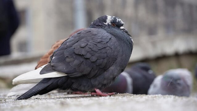 pigeons, birds in a winter city, the street and cold weather, snow and wind are flying, birds are freezing